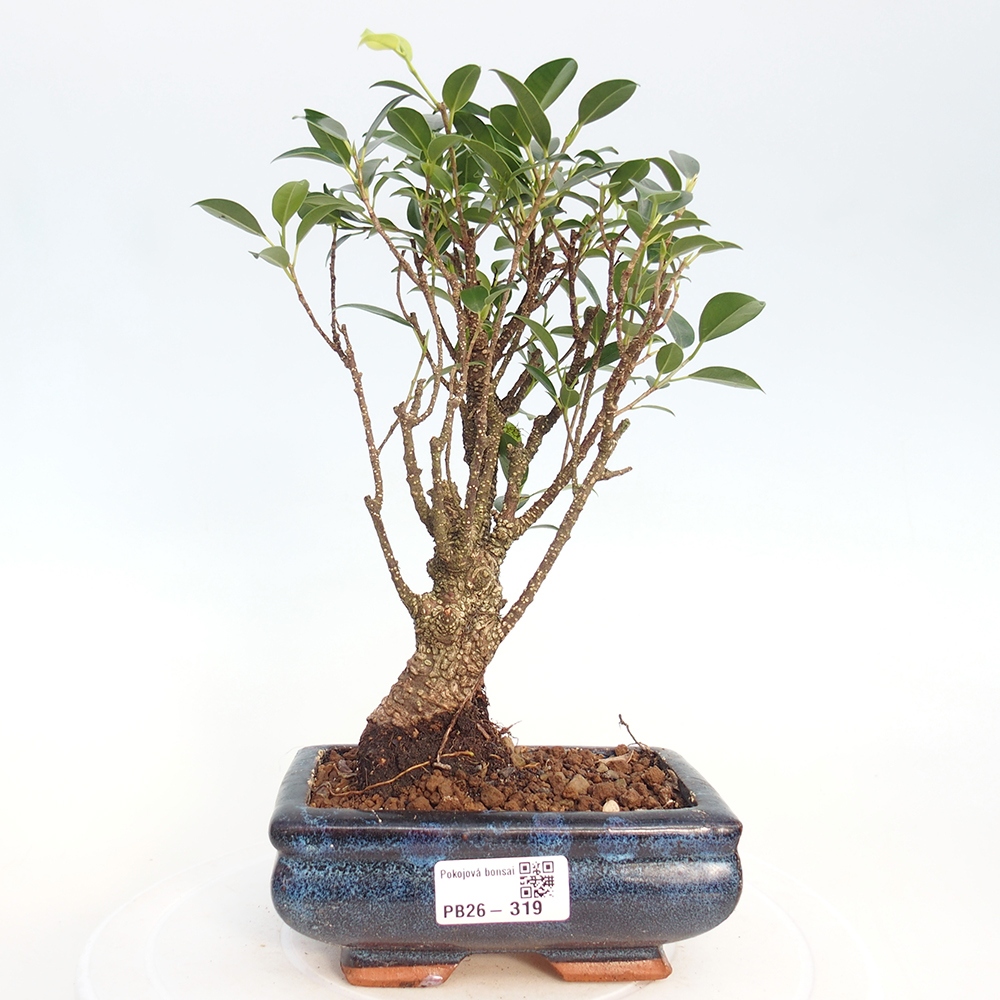Szobai bonsai - Ficus retusa - kislevelű fikusz