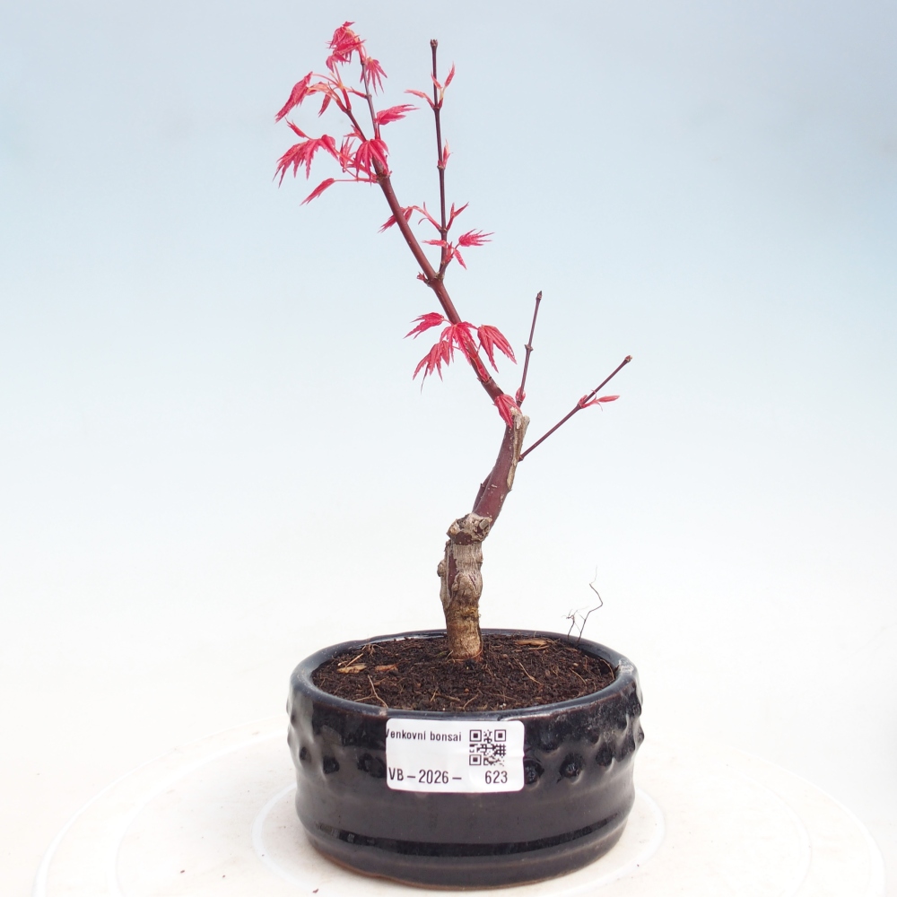 Kültéri bonsai - Acer palmatum DESHOJO