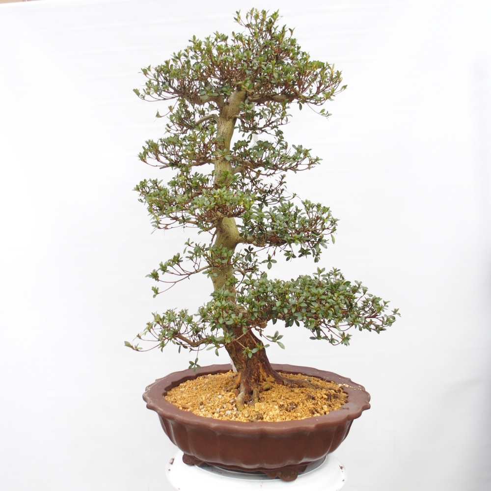 Kültéri bonsai - Japán azálea - Azalea Shikou