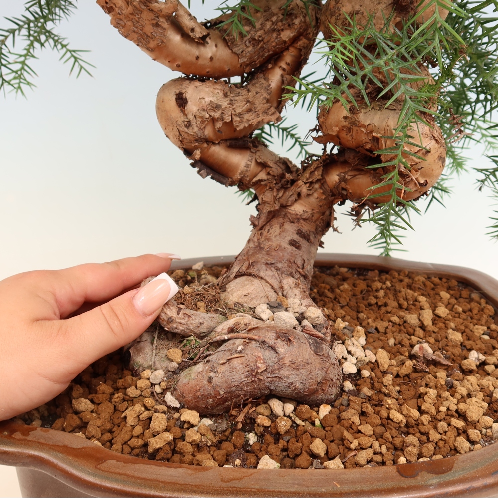 Szobai bonsai - Araucaria - szobai lucfenyő