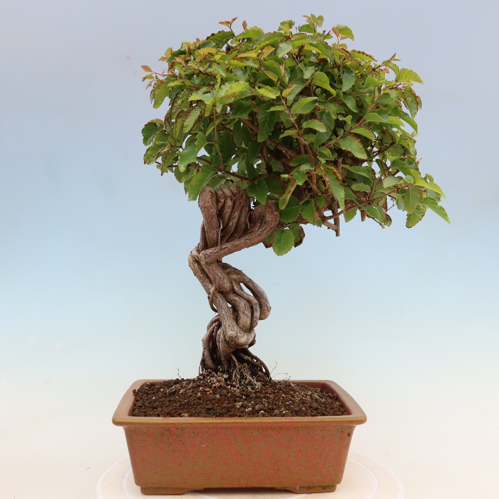 Kültéri bonsai -Carpinus Coreana - Koreai gyertyánfa