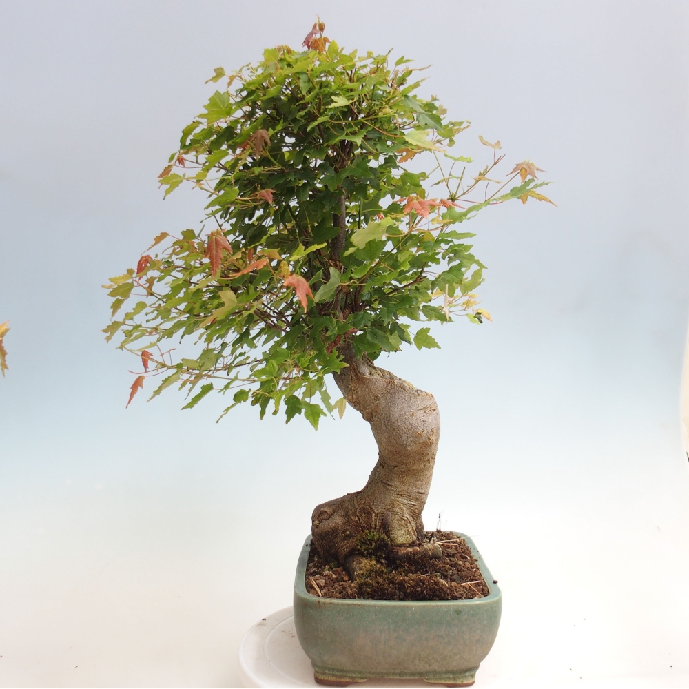Kültéri bonsai - Acer Buergerianum - Burger juhar