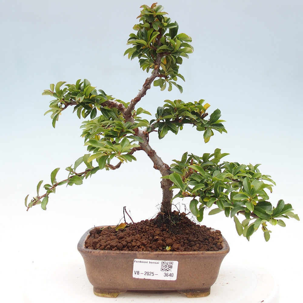 Kültéri bonsai-Pyracantha Teton - Hlox