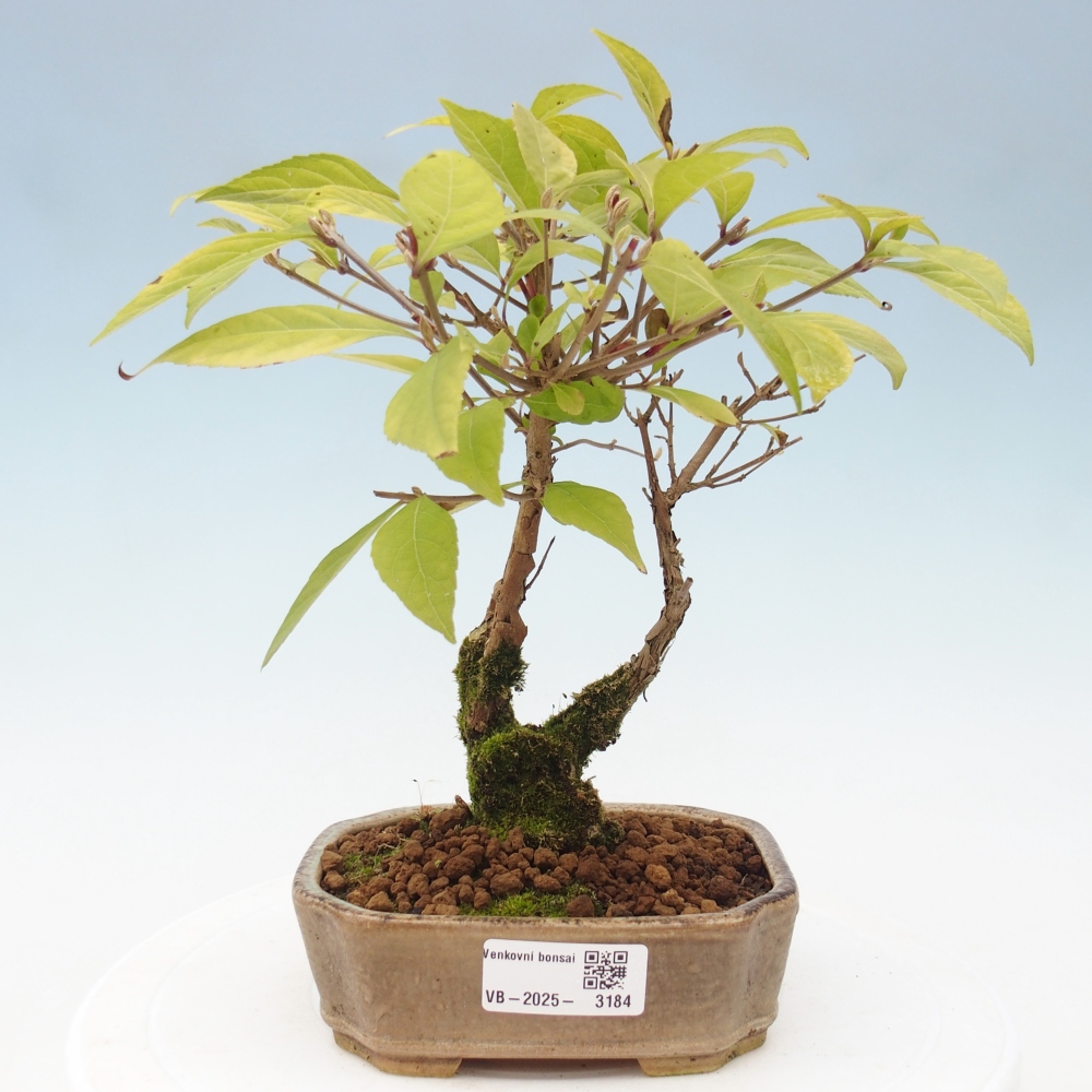 Kültéri bonsai - Callicarpa japonica