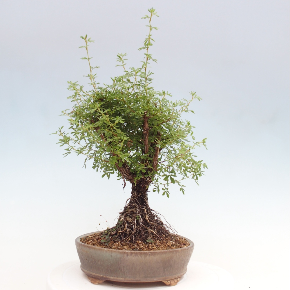 Kültéri bonsai - Potentila fruticosa sárga Bird