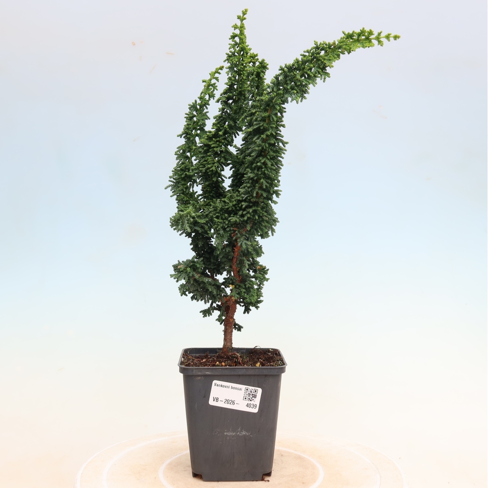 Kültéri bonsai - Cham. obtusa SEKKA HINOKI - Cifra ciprus