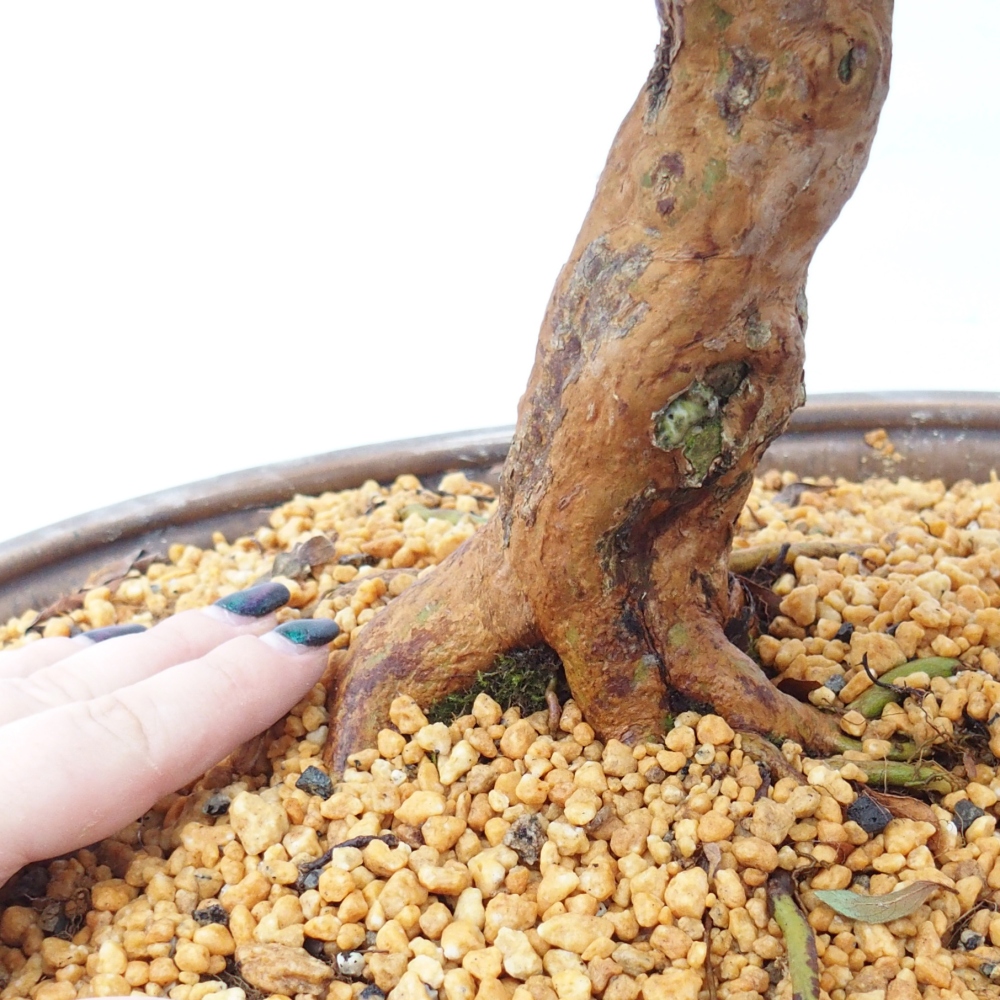 Kültéri bonsai - Japán azálea - Azalea Hanatsuzuri