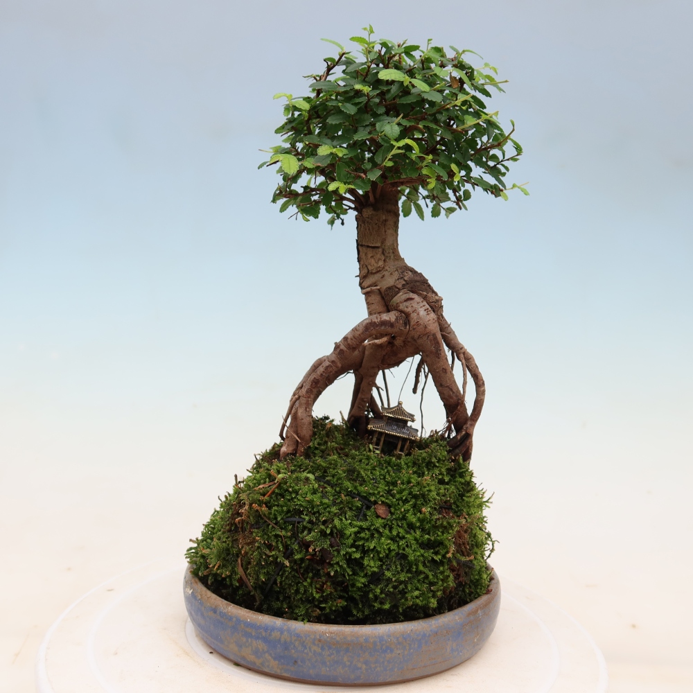 Kokedama alátéttel – Ulmus parvifolia – kicsilevelű szil