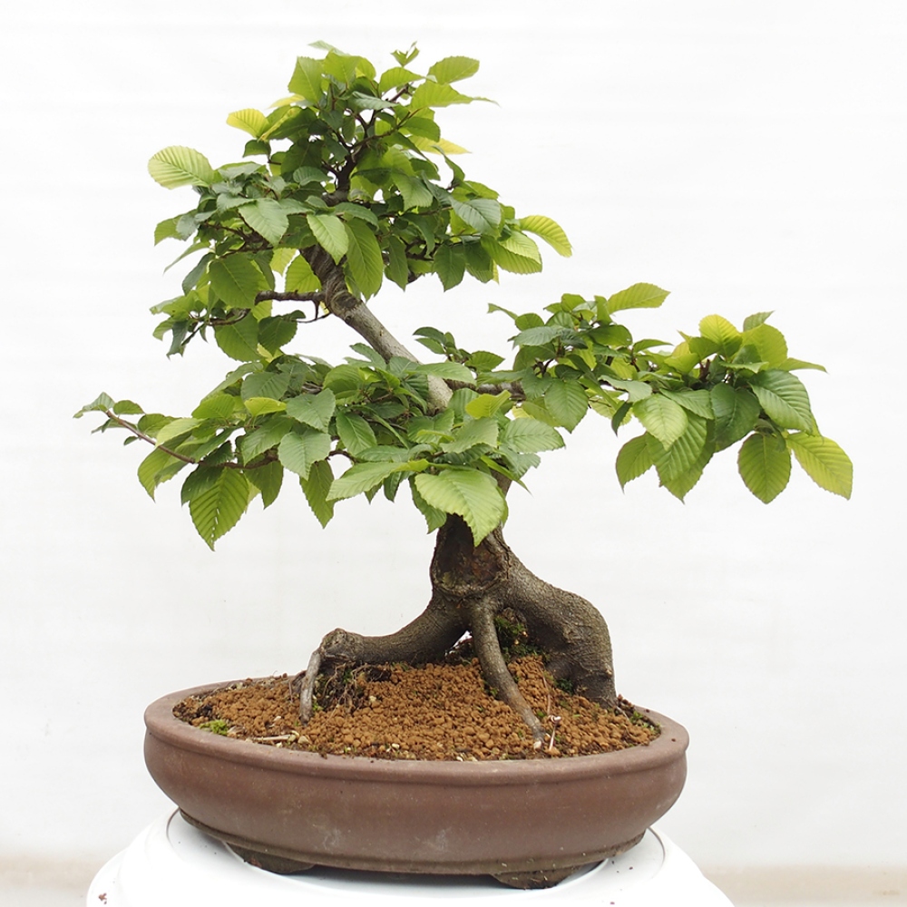 Kültéri bonsai - gyertyán - Carpinus betulus