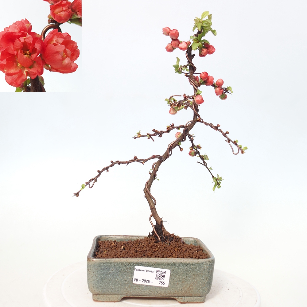 Kültéri bonsai - Chaneomeles s. Red Joy - birs