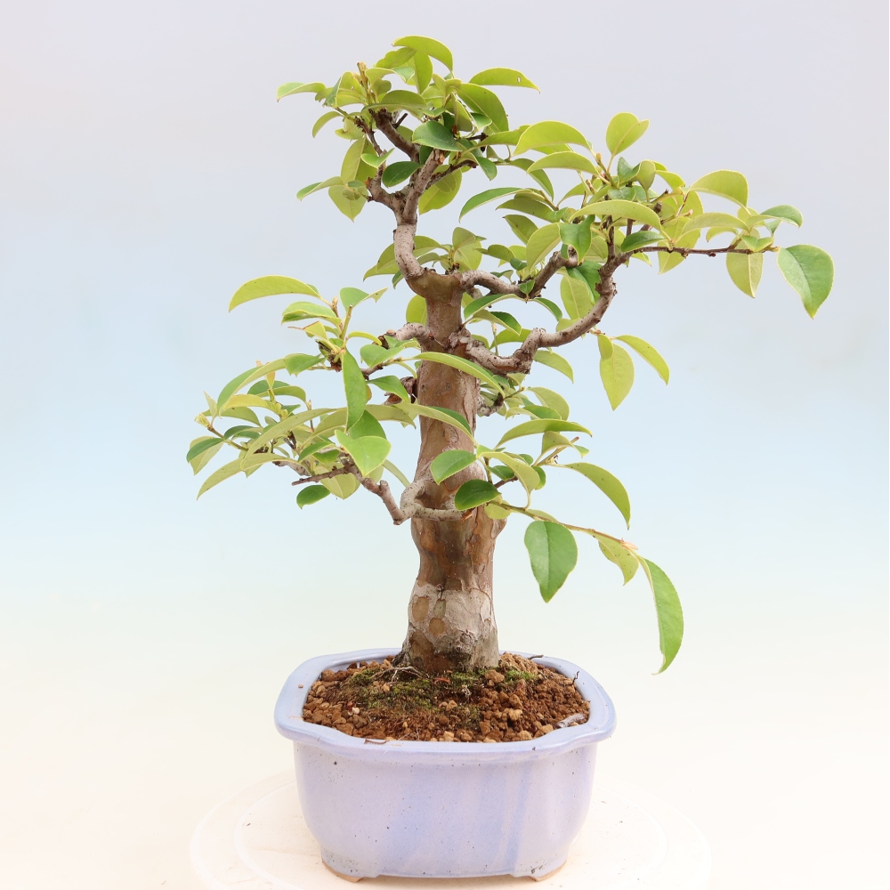 Kültéri bonsai - Pseudocydonia sinensis - kínai birs