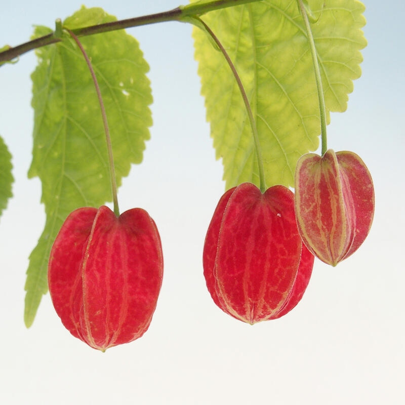 Abutilon Big Bell - konténeres felhőfoltos lóvirág