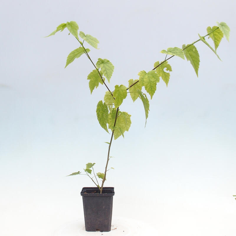 Abutilon Big Bell - konténeres felhőfoltos lóvirág