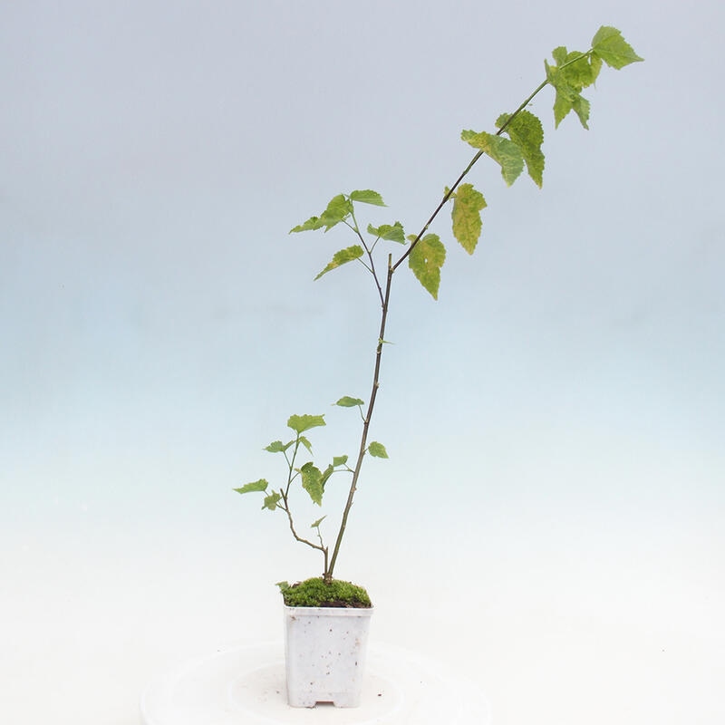 Abutilon Big Bell - konténeres felhőfoltos lóvirág