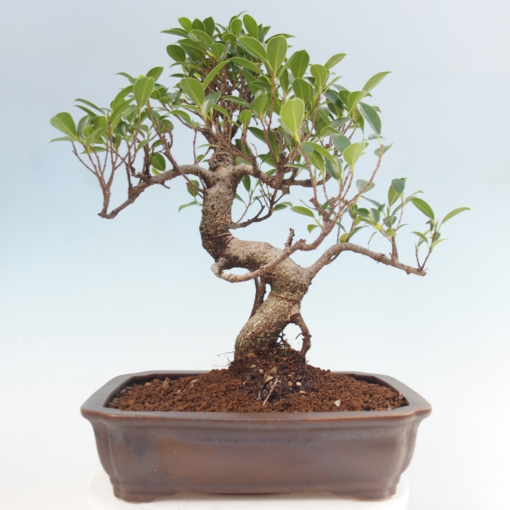 Szobai bonsai - Ficus kimmen - kislevelű fikusz