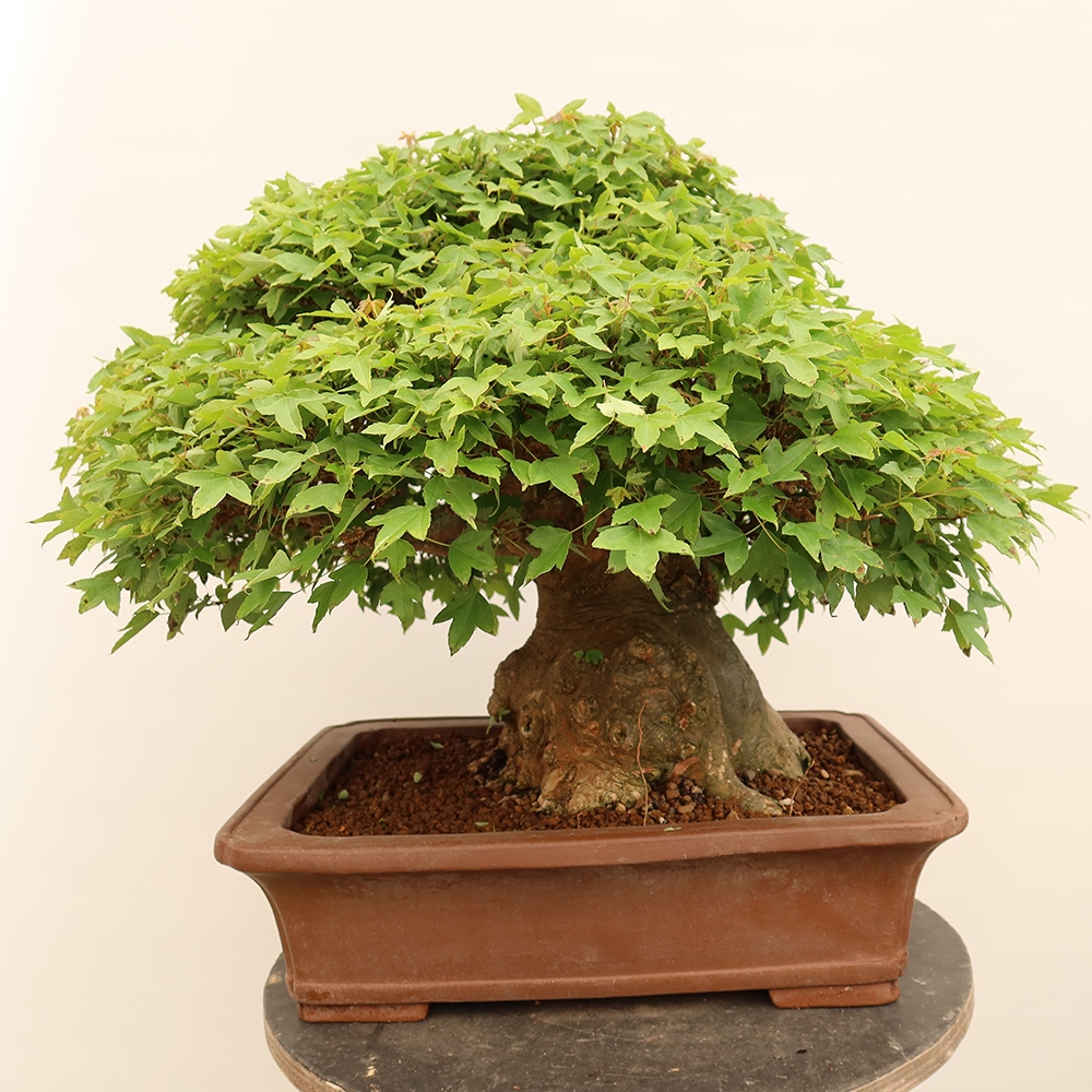 Kültéri bonsai - Juhar Burger - Acer Burgerianum