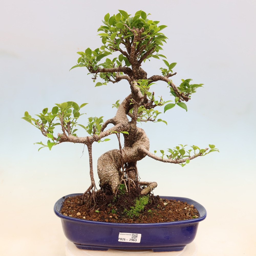 Szobai bonsai - Ficus kimmen - kislevelű fikusz