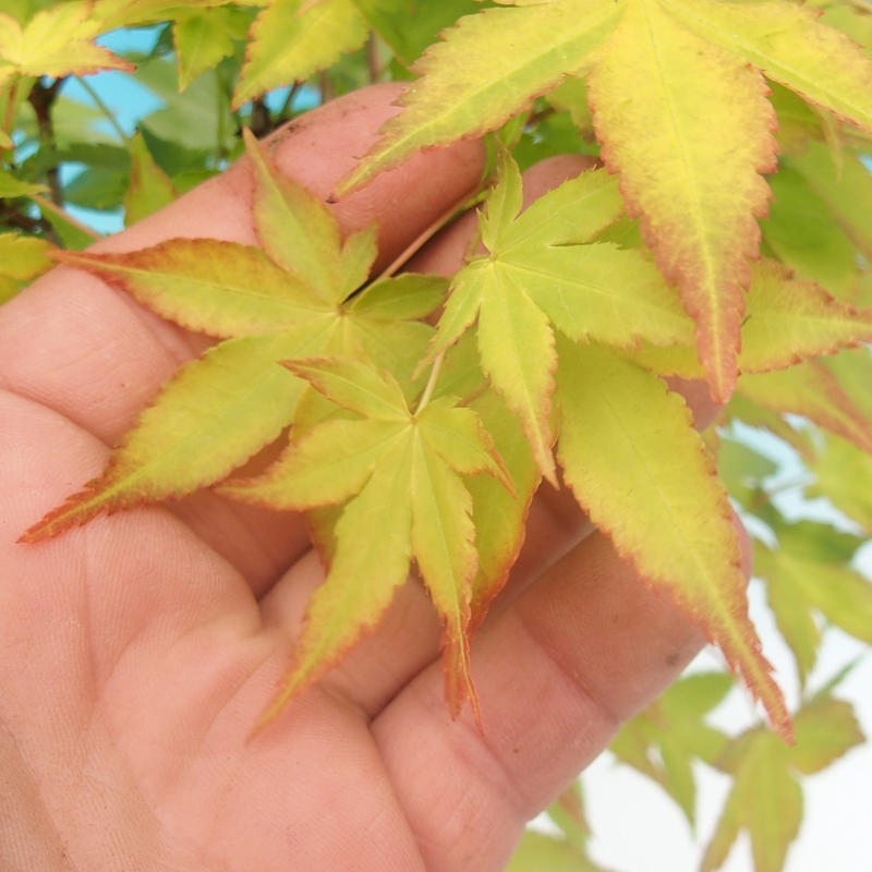 Acer palmatum Aureum - Arany juhar
