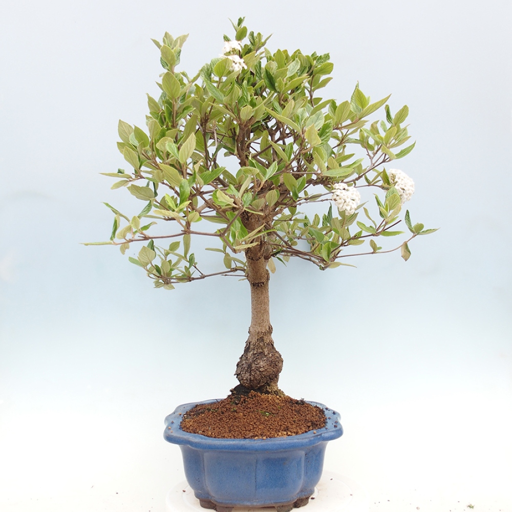 Kültéri bonsai-Kalina Bodnanská - Viburum carlesii hemsi