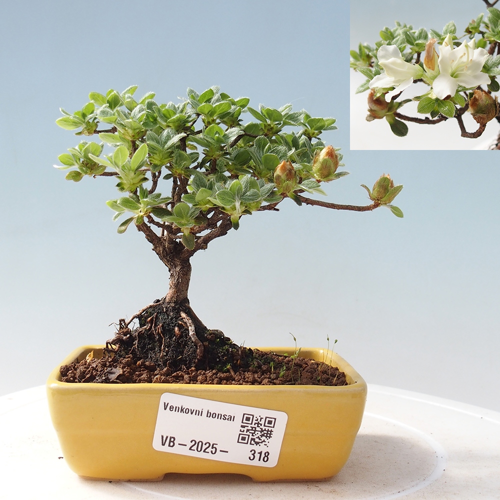 Kültéri bonsai - Rhododendron indicum - japán azálea
