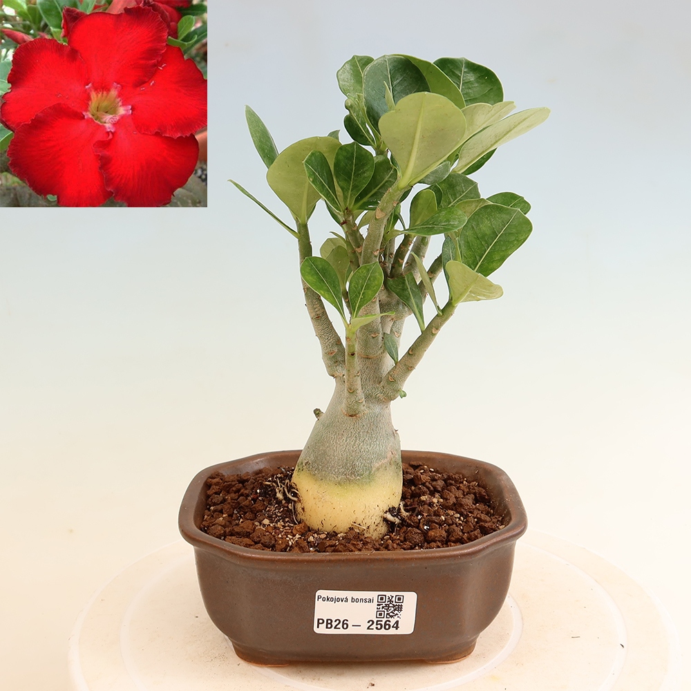 Szobabonsai – Adenium obesum Red Star – Sivatagi rózsa