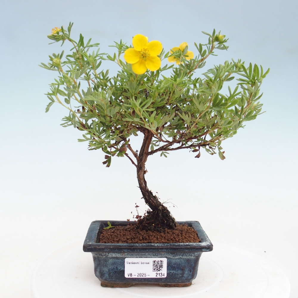 Kültéri bonsai - Potentila fruticosa sárga Bird