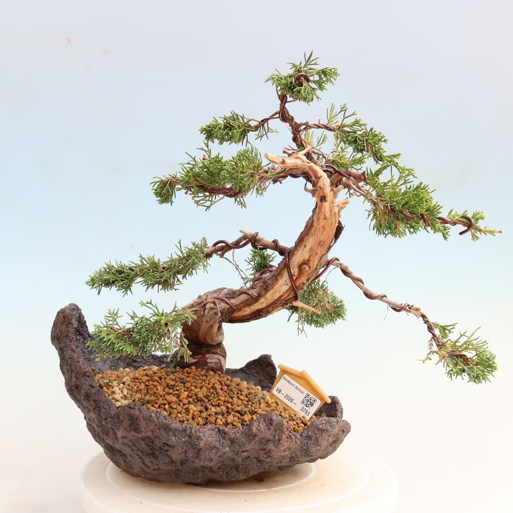 Kültéri bonsai - Juniperus chinensis Itoigawa-Juniperus chinensis
