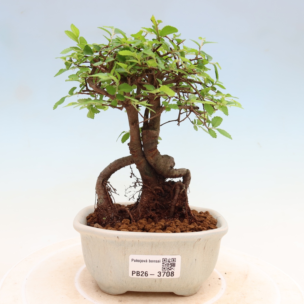 Szobai bonsai - Ulmus parvifolia - Kislevelű szilfa