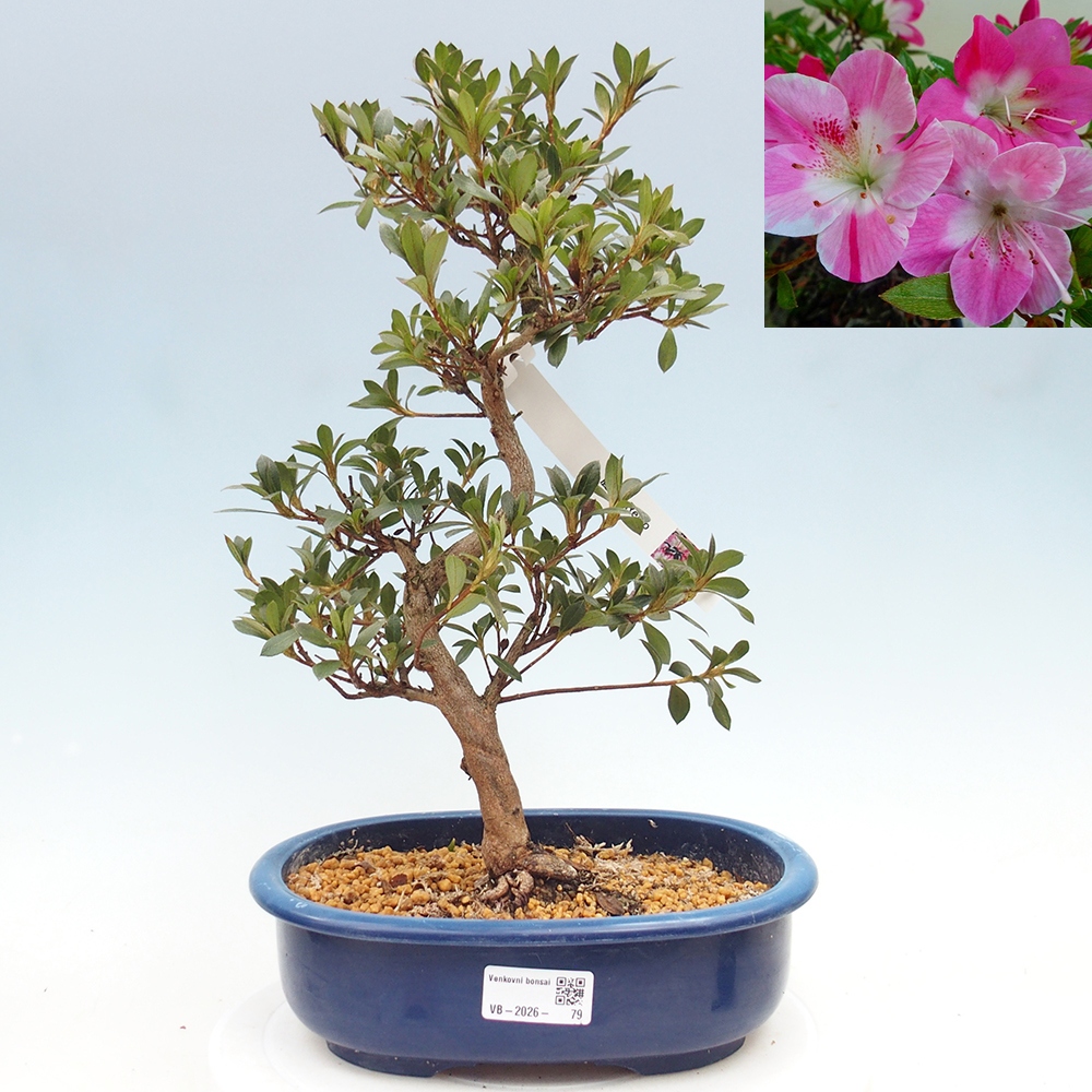 Kültéri bonsai - Japán azálea - Azalea Reiko