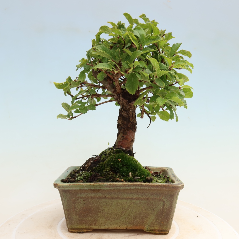 Kültéri bonsai - Zelkova - Zelkova NIRE