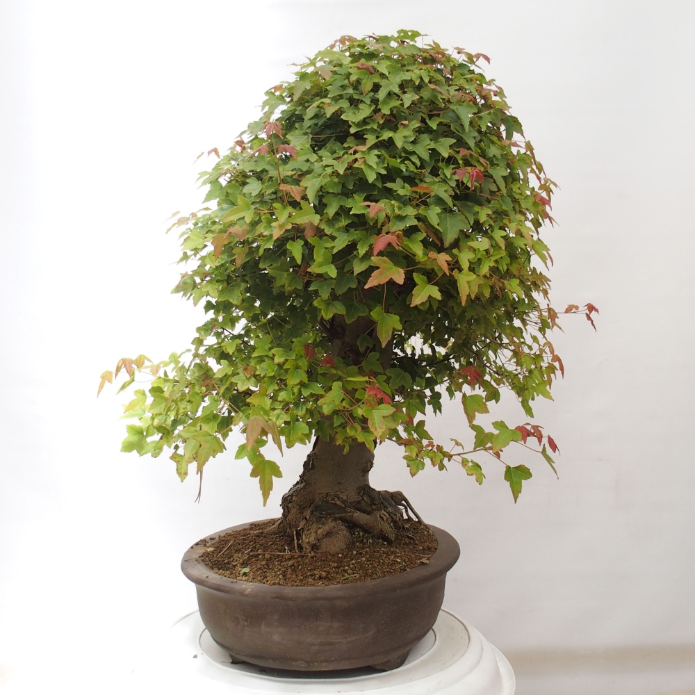 Kültéri bonsai - Acer Buergerianum - Burger juhar