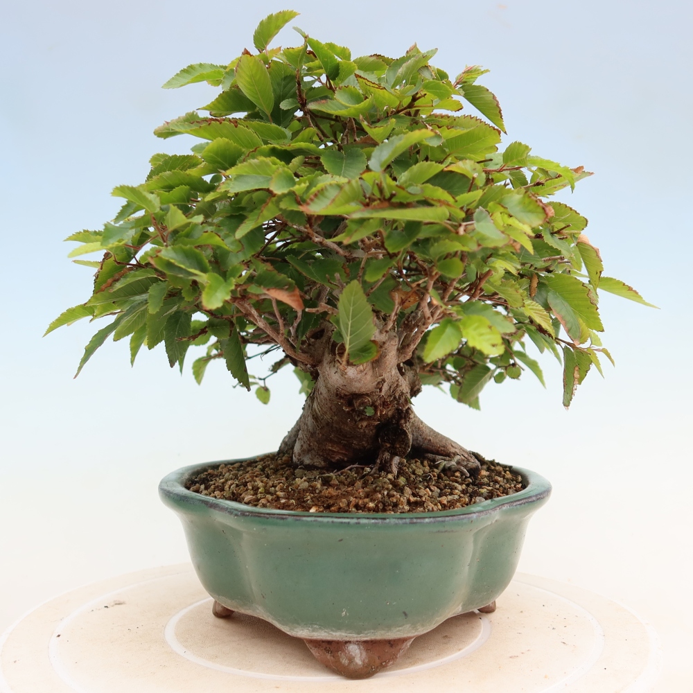 Kültéri bonsai -Carpinus Coreana - Koreai gyertyánfa