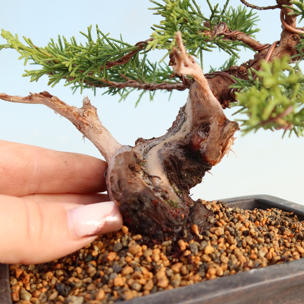 Kültéri bonsai - Juniperus chinensis Itoigawa
