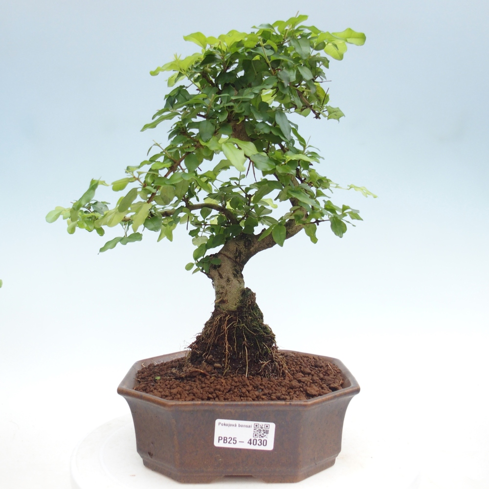 Szobai bonsai -Ligustrum chinensis - Madárcsőr