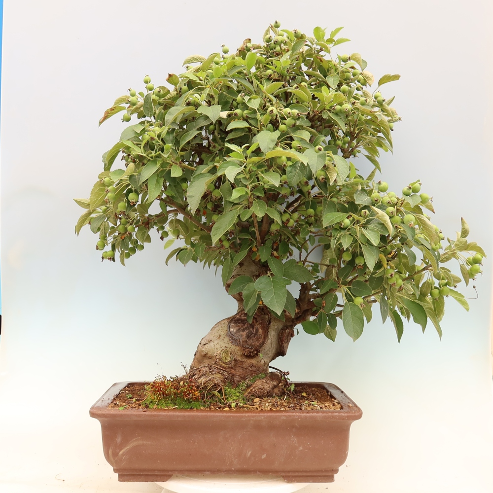 Kültéri bonsai -Malus halliana - Kis gyümölcsű almafa