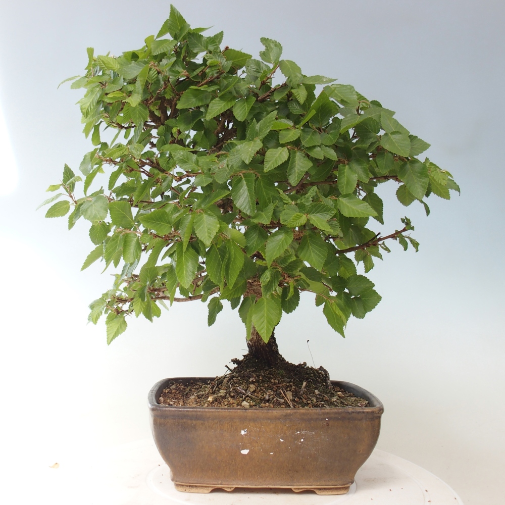 Kültéri bonsai -Carpinus CARPINOIDES - Koreai gyertyánfa