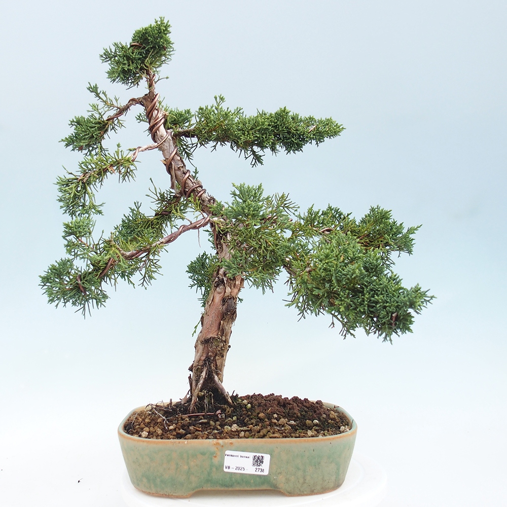 Kültéri bonsai - Juniperus chinensis Kishu