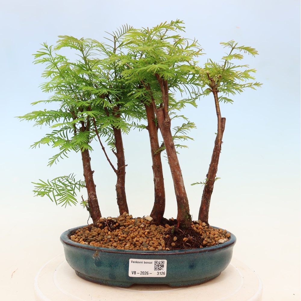 Kültéri bonsai – Metasequoia glyptostroboides – kínai metasequoia – kis erdő