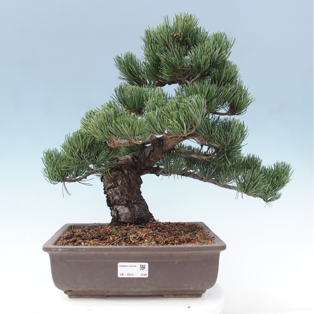 Kültéri bonsai - Pinus parviflora - Pinus parviflora