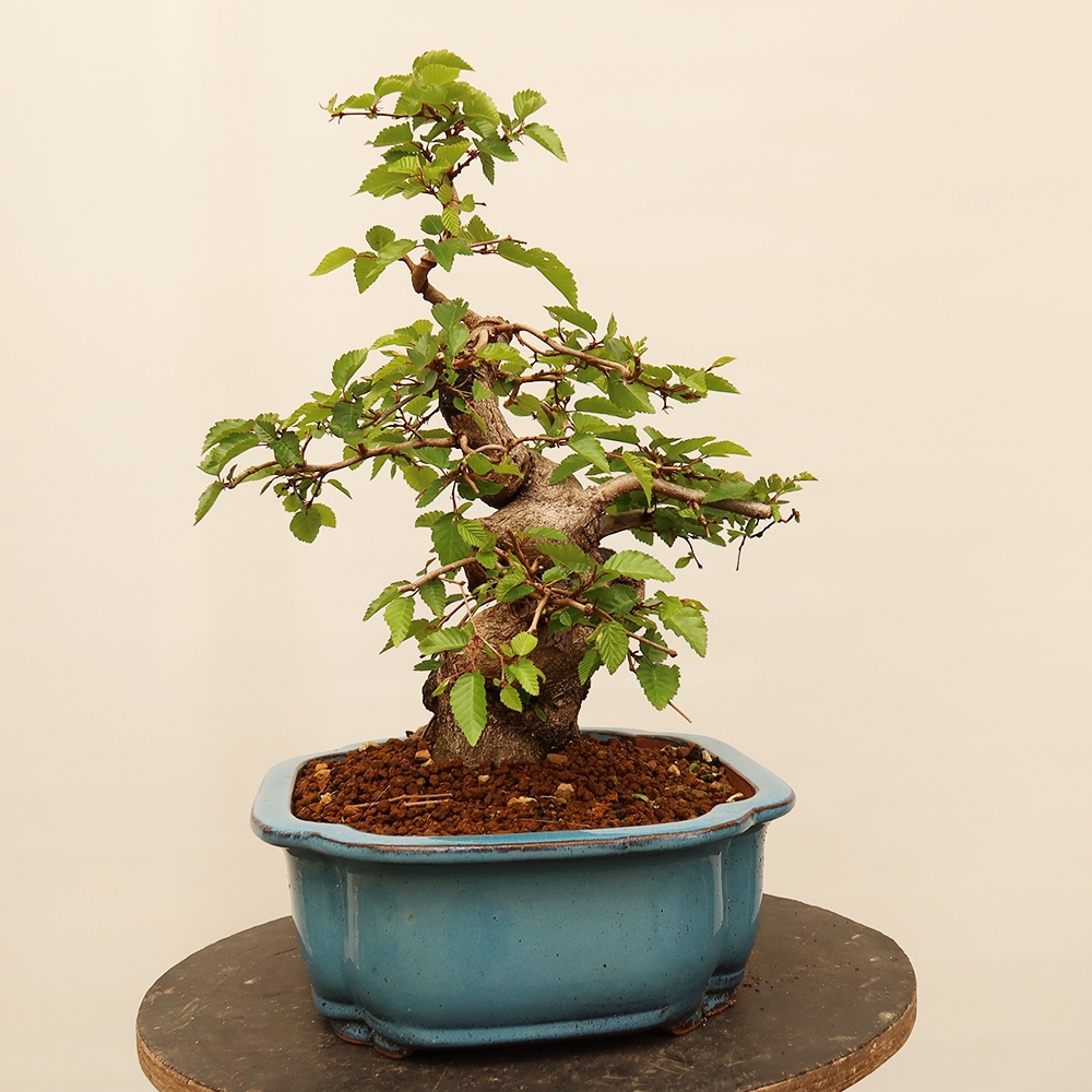 Kültéri bonsai -Carpinus Coreana - Koreai gyertyánfa