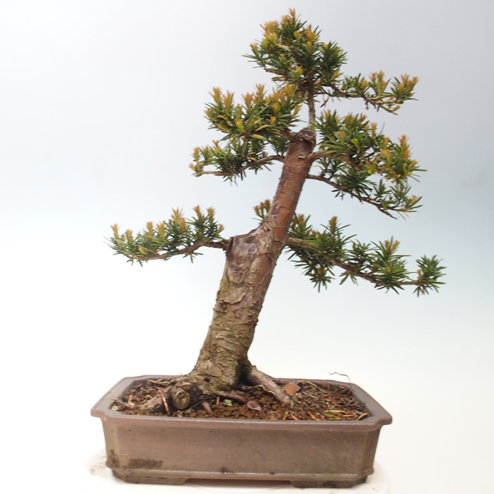 Kültéri bonsai - Taxus cuspidata - japán tiszafa
