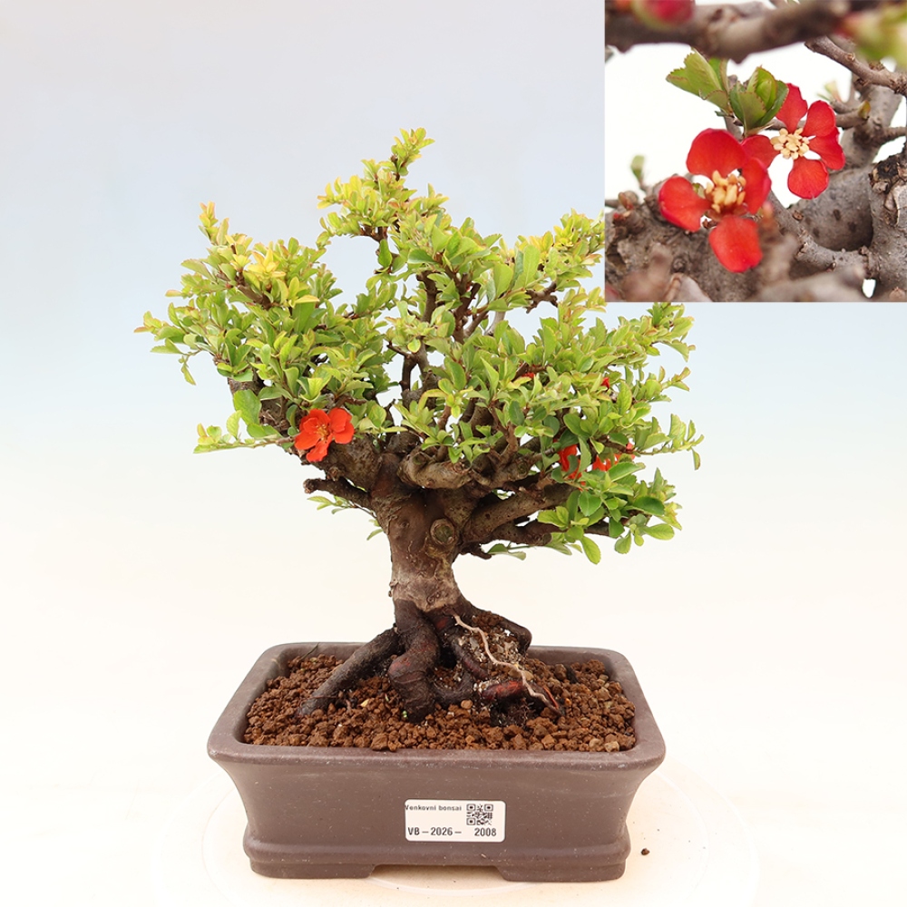 Kültéri bonsai - Chaneomeles speciosa Chojubai
