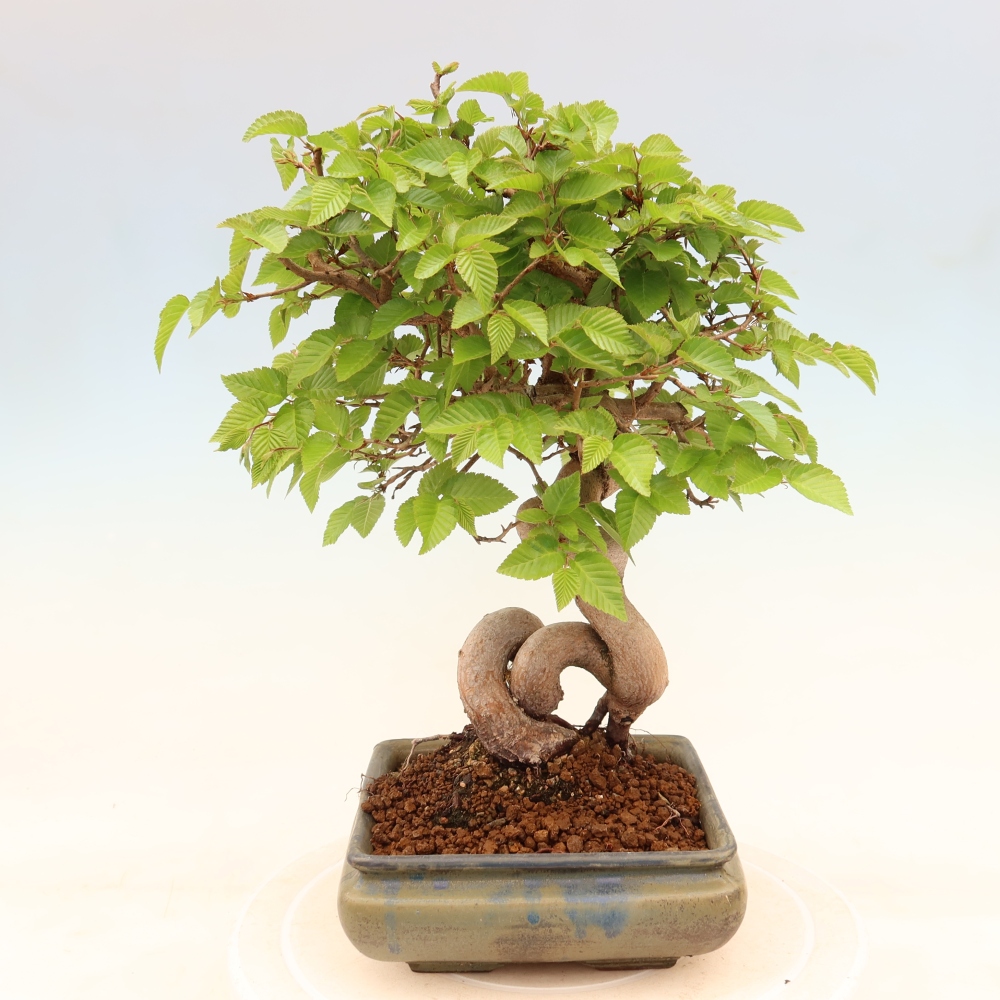 Kültéri bonsai -Carpinus Coreana - Koreai gyertyánfa