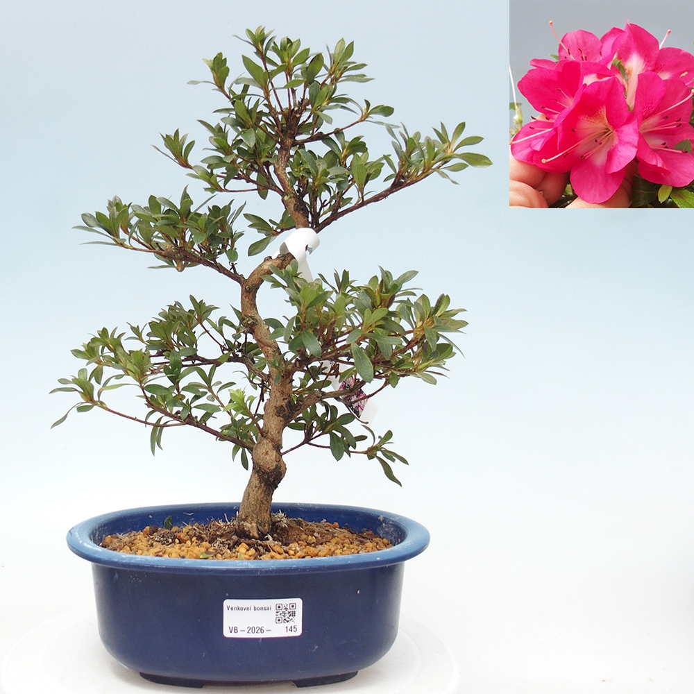 Kültéri bonsai - Japán azálea - Azalea Reiko