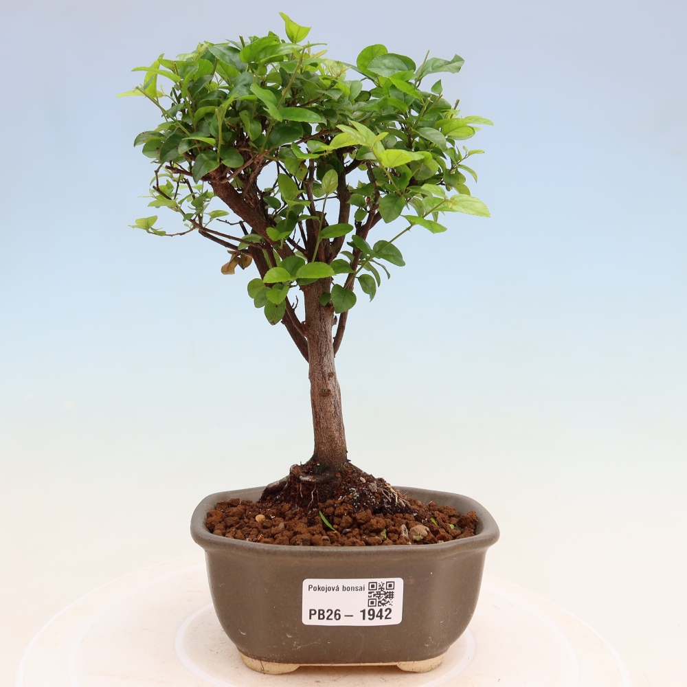 Szobai bonsai - Sageretia thea - Sageretia thea