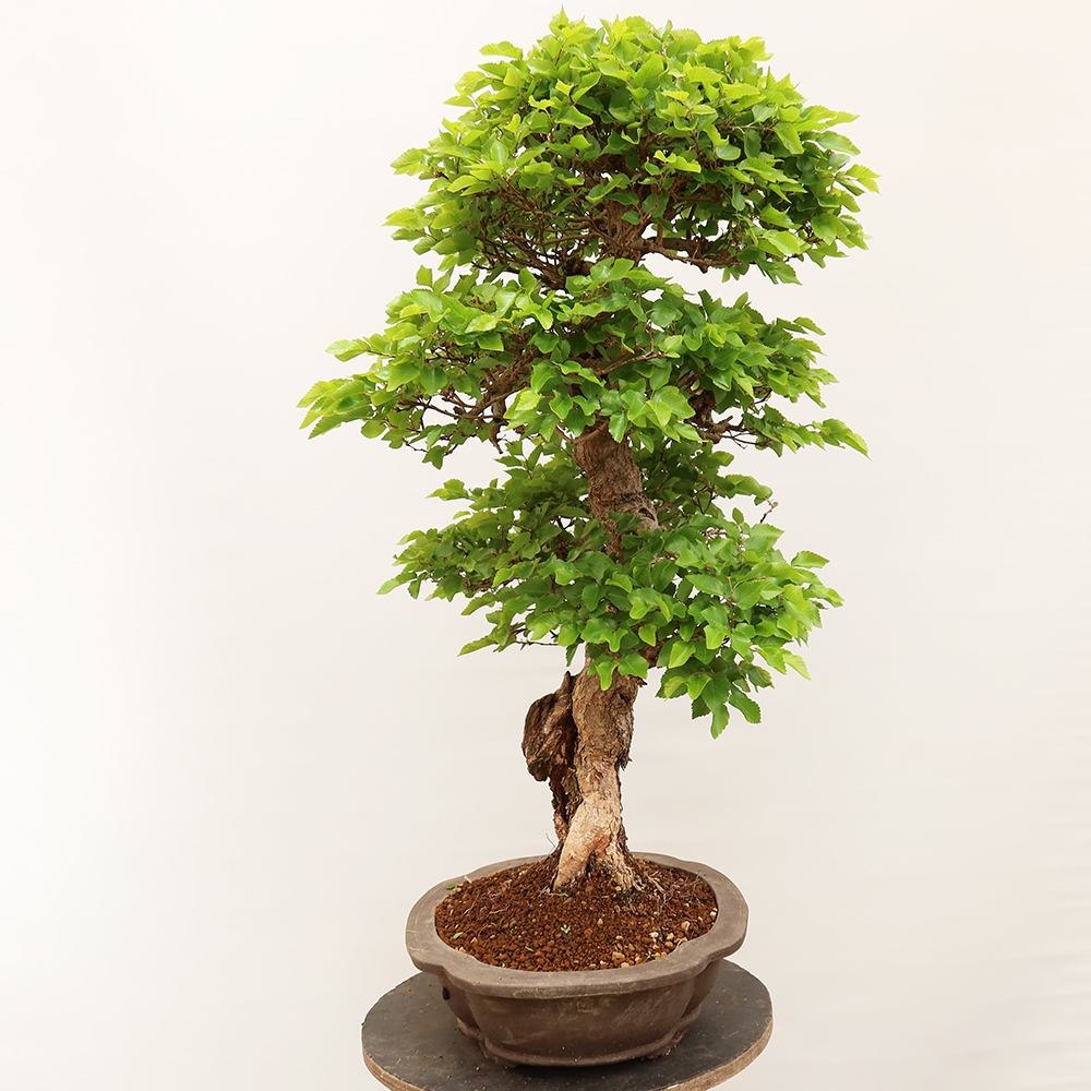 Kültéri bonsai -Carpinus Coreana - Koreai gyertyánfa