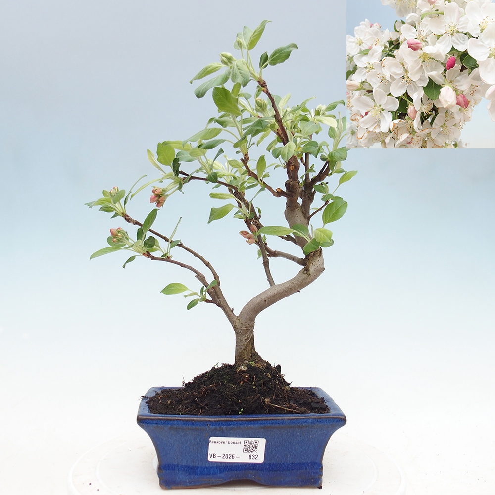 Kültéri bonsai -Malus halliana - Kis gyümölcsű almafa