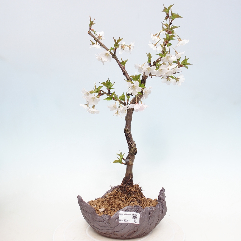 Kültéri bonsai - Prunus incisa Kojou-no mai-Plivon kivágva