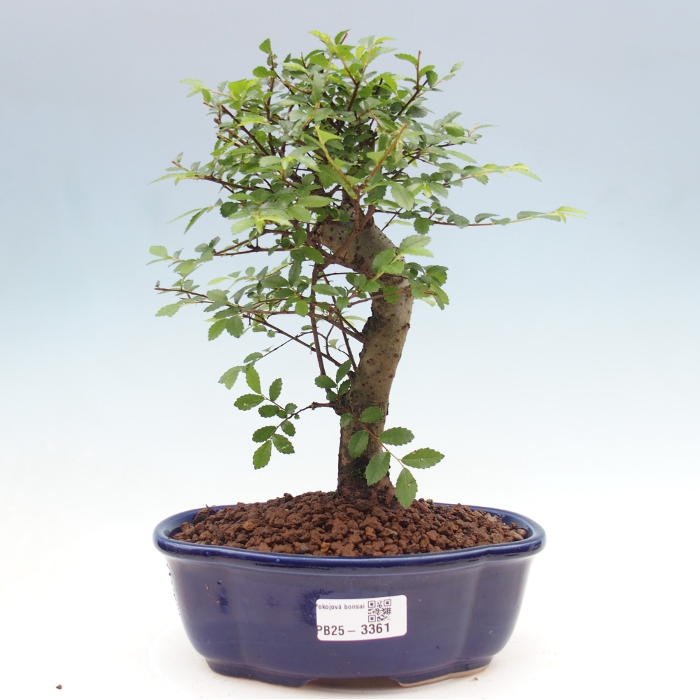 Szobai bonsai - Ulmus parvifolia - Kislevelű szilfa