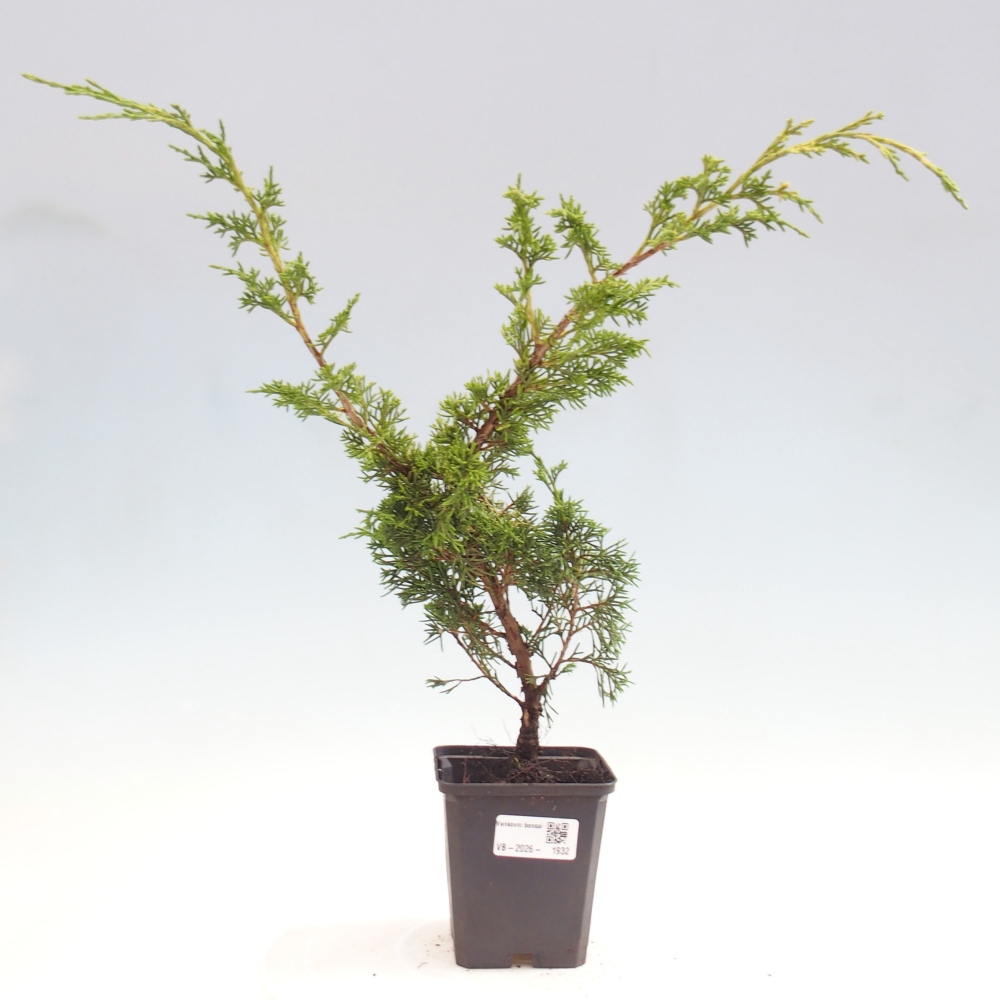 Kültéri bonsai - Juniperus chinensis Itoigawa